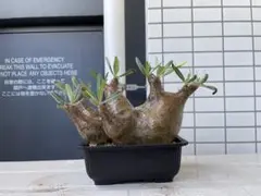 25/6/7出品 パキポディウムマカイエンセ(現地球)阪本健(鉢込み) 2025年最新】パキポディウム マカイエンセの人気アイテム - メルカリ