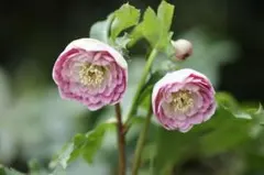 miki様専用 クリスマスローズ 小苗 DD多弁ピンク セルフ