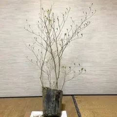 アカヤシオツツジ　大株　【品番3639】 アカヤシオツツジ 大株 【品番3639】 - メルカリ