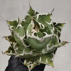 アガベ 鉢植発送 フィリグリー 極上血統 超特選株 2025年最新】フィリグリー アガベの人気アイテム - メルカリ