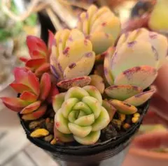 ミモサセット(74) 多肉植物