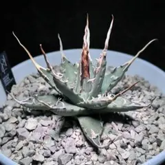 2026年最新】エボリスピナ子株の人気アイテム - メルカリ