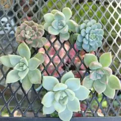 多肉植物 つぶつぶ屋さん カット苗のサムネイル