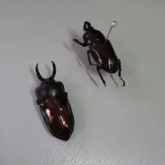 ニジイロクワガタブラックカラー44mm37mmペア標本