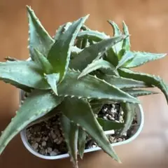 2025年最新】ロウルサンコ アロエの人気アイテム - メルカリ