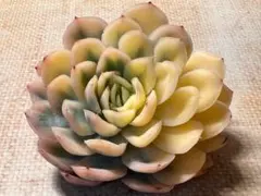 2026年最新】多肉植物錦の人気アイテム - メルカリ