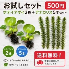 郵送 ○ホシクサ ケヤリソウ水中葉1本 水草 ADA 水槽 - メルカリ