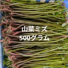 山菜 ミズ 500g 新鮮のサムネイル