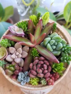 きょん様 リクエスト 2点 まとめ商品