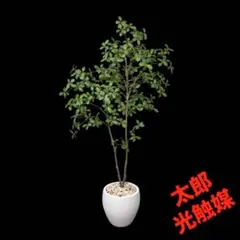 光触媒 人工観葉植物 ウォールグリーン フェイクグリーン マダガスカル 