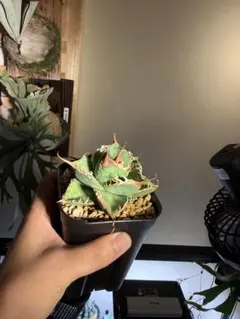 オアハカ　オテロイ現物のサムネイル