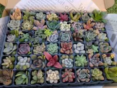 【メルカリ便ネコポス】多肉植物 48マス カット苗　本日これのみ