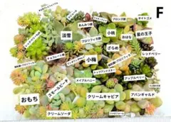 多肉植物 カット苗 F