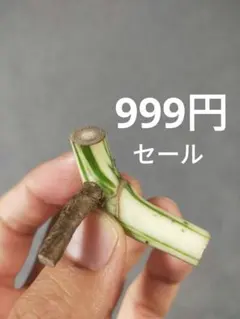 2026年最新】斑入りの人気アイテム - メルカリ
