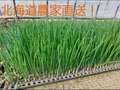 2026年最新】北もみじ2000の人気アイテム - メルカリ