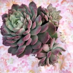 眼球浄化様 リクエスト 2点 まとめ商品