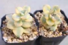 ラブリーローズ錦 多肉植物 エケベリア 韓国苗 抜き苗 現品 - メルカリ