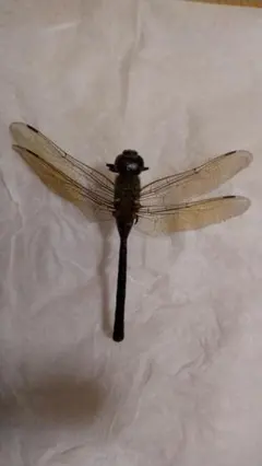 2025年最新】トンボ標本の人気アイテム - メルカリ