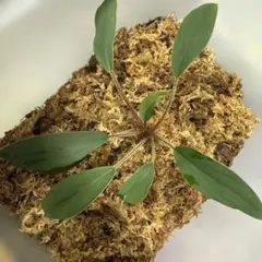 ヒアリナサントドミンゴ×エレガンスラパス札付きポットごとメルカリ便
