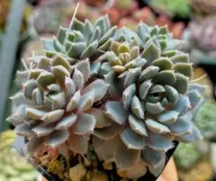 ミロッキー様 リクエスト 2点 まとめ商品