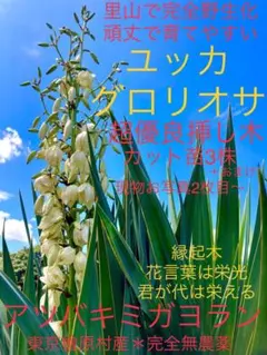 えつここ様 リクエスト 2点 まとめ商品