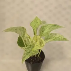 sa- a様 リクエスト 4点 まとめ商品