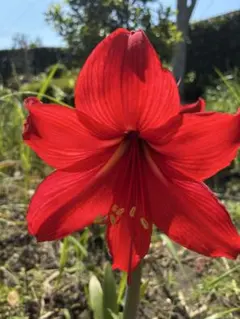 ♡paran様専用♡アマリリス球根