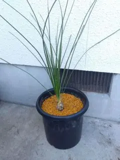 ダシリリオン・ロンギシマム140cm 芋巨大 - メルカリ