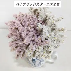 2026年最新】スターチスの人気アイテム - メルカリ