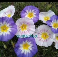 ボルタック商店様 リクエスト 2点 まとめ商品