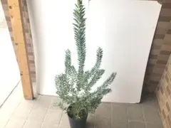 2025年最新】アカシアブルーブッシュの人気アイテム - メルカリ