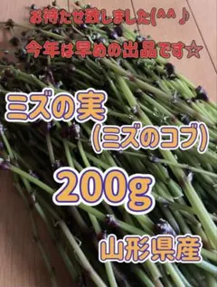 朝採り山形県産 ミズの実200g ミズコブ 山菜 - メルカリ