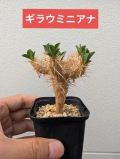 ギラウミニアナ　実生　ユーフォルビアのサムネイル