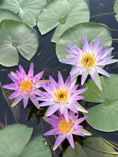 ラクダ様 リクエスト 2点 まとめ商品