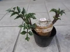 Hiroki様 リクエスト 2点 まとめ商品