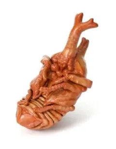 いきもの大図鑑 かぶとむし０７　ヤマトカブトムシ（蛹） 新品未開封 ガチャ