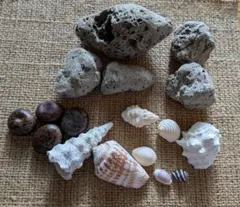 竹富島の海　詰め合わせ　（軽石·貝·種）