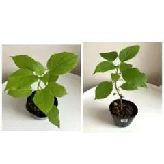 まっちょママ様 リクエスト 2点 まとめ商品