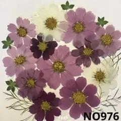 押し花素材NO976コスモス27