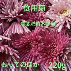 2025年最新】食用菊 苗 の人気アイテム - メルカリ