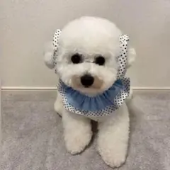 犬用スタイ＆シュシュ☆ハンドメイド