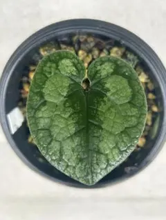 アカシア Acacia ソウシジュ 根皮100% 25g - メルカリ