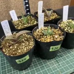 アガベ グアダラハラナ 特選美株 矮小個体 実生 鉢ごとメルカリ便 アガベ・グアダラハラナ ホワイトブルー 特選株 5号ポット