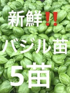 大きめ苗バジル3株ネコポス農薬不使用 - メルカリ