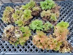 2026年最新】イワヒバの人気アイテム - メルカリ