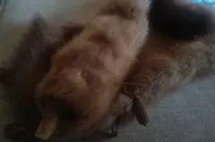 リアルファー マフラー