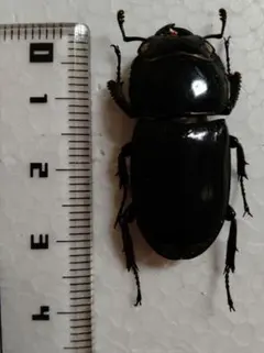 スラウェシオオヒラタクワガタ　標本 メス　33ミリのサムネイル