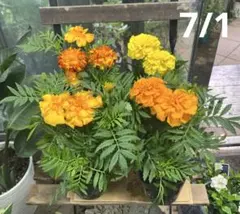 マリーゴールド エンデュランス3.5寸ポットごと4個　苗　植物　本日入荷！のサムネイル