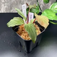 2026年最新】ホマロメナ Homalomenaの人気アイテム - メルカリ