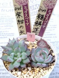 ㊳大きめ苗! 青鬼❣️祭囃子❣️紅染華❣️龍鱗蓮華❣️白銀姫❣️メルカリ便込 ㊳大きめ苗! 青鬼❣️祭囃子❣️紅染華❣️龍鱗蓮華❣️白銀姫